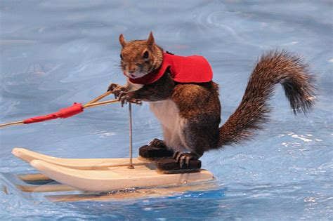 World-famous water skiing squirrel visits Rochester to show off her skills